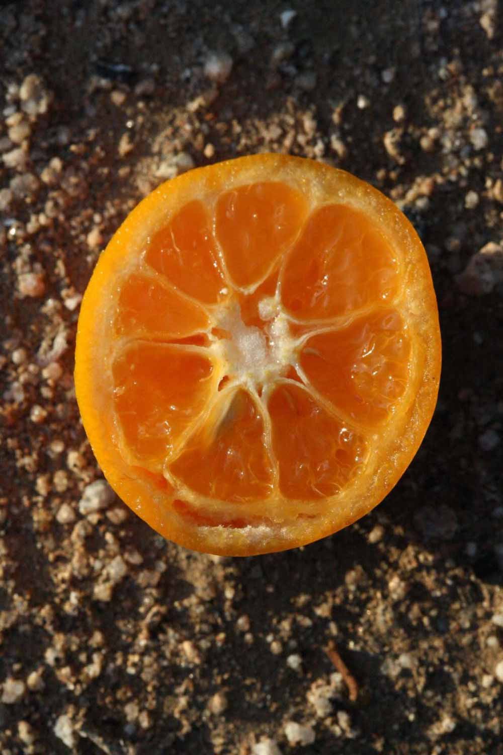              Fruit cross-section (Riverside, CA)       